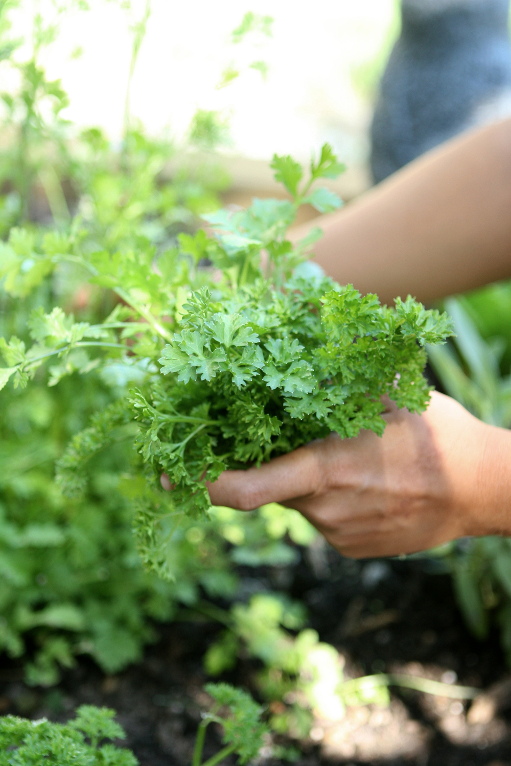 Natasha Asselstine Nutrition | Kookoo Sabzi